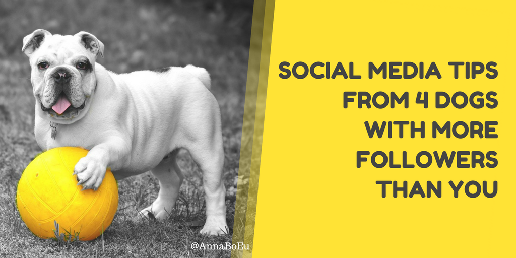 AnnaBoEU's tweet photo. A few tips from the professionals 🐶 https://t.co/Tu95pzscx3 via @Entrepreneur 
#socialmedia #SMM https://t.co/ONnLY8DPoZ