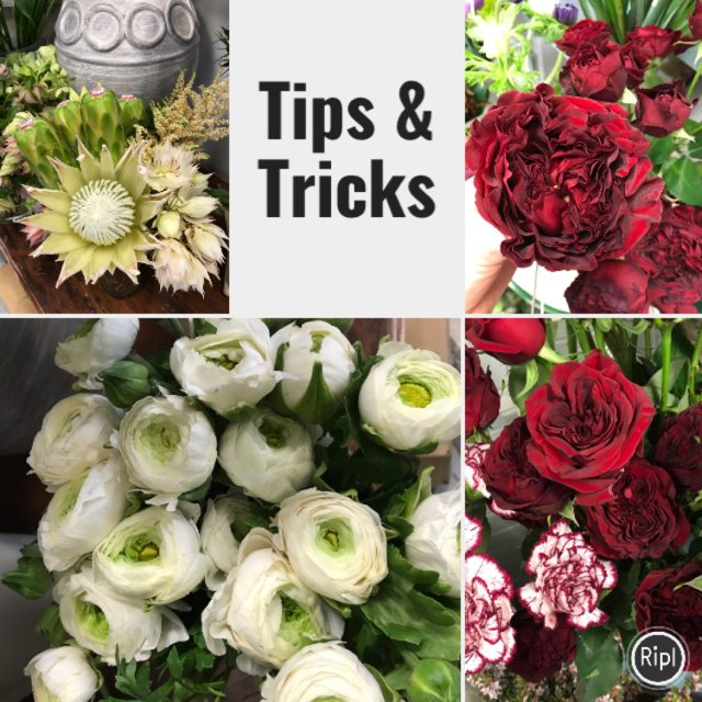 FloralDesign88's tweet photo. Tips and Tricks Tuesday via https://t.co/By1VBmWU5r https://t.co/1JtJTOp8PB