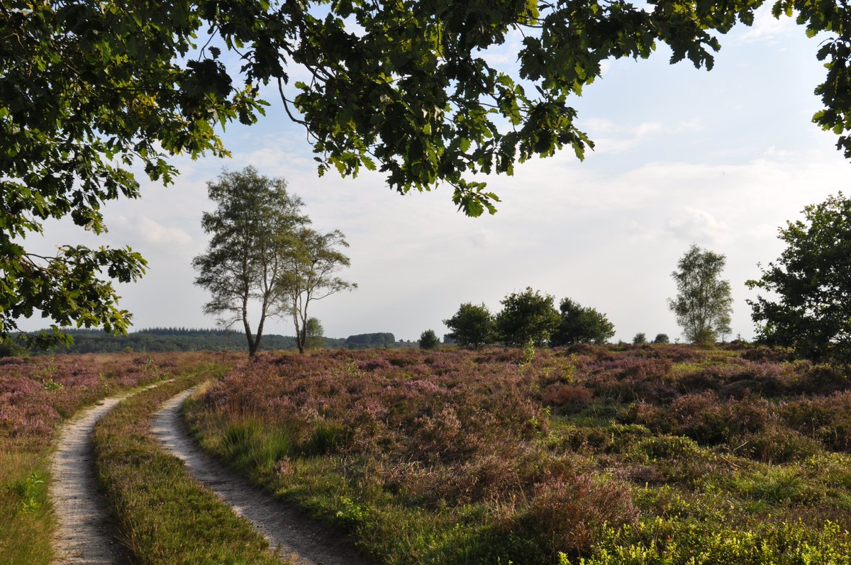 #Wandeling over de Sallandse Heuvelrug als de #heide bloeit.
De paarse loper is speciaal voor u uitgerold
Boek nu: bit.ly/2weqXHz