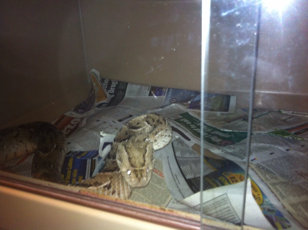 @ crocodiles looks peaceful an lazy but don't be fooled