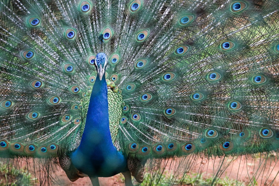 PMordial's tweet photo. Photo By Parijat Kalra | Unsplash 
 #beauty #beautyblogger #beautyblog #beautyful #beautycare
Gosh is this bird even real😱😱 such beauty https://t.co/yYKZk2rmTx