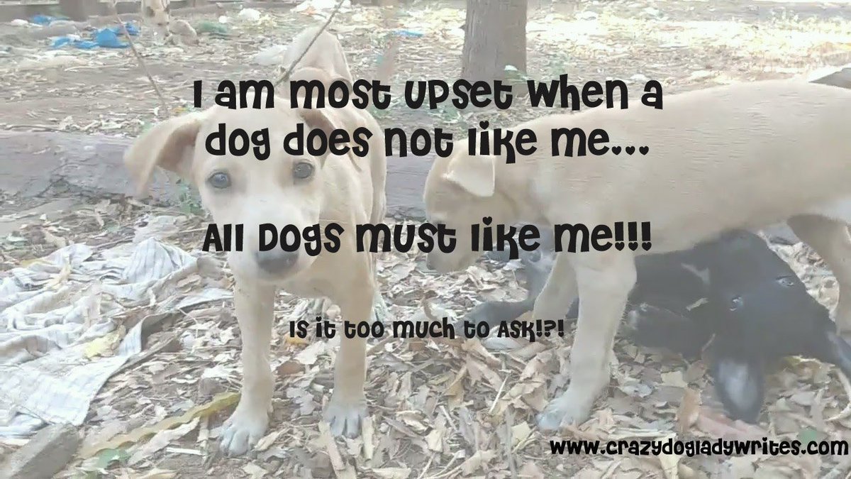 sohinimaitra's tweet photo. #doglovers #Dogmom #FORTHEDOGGIES #dogsoftwitter https://t.co/DTysMWlkD4