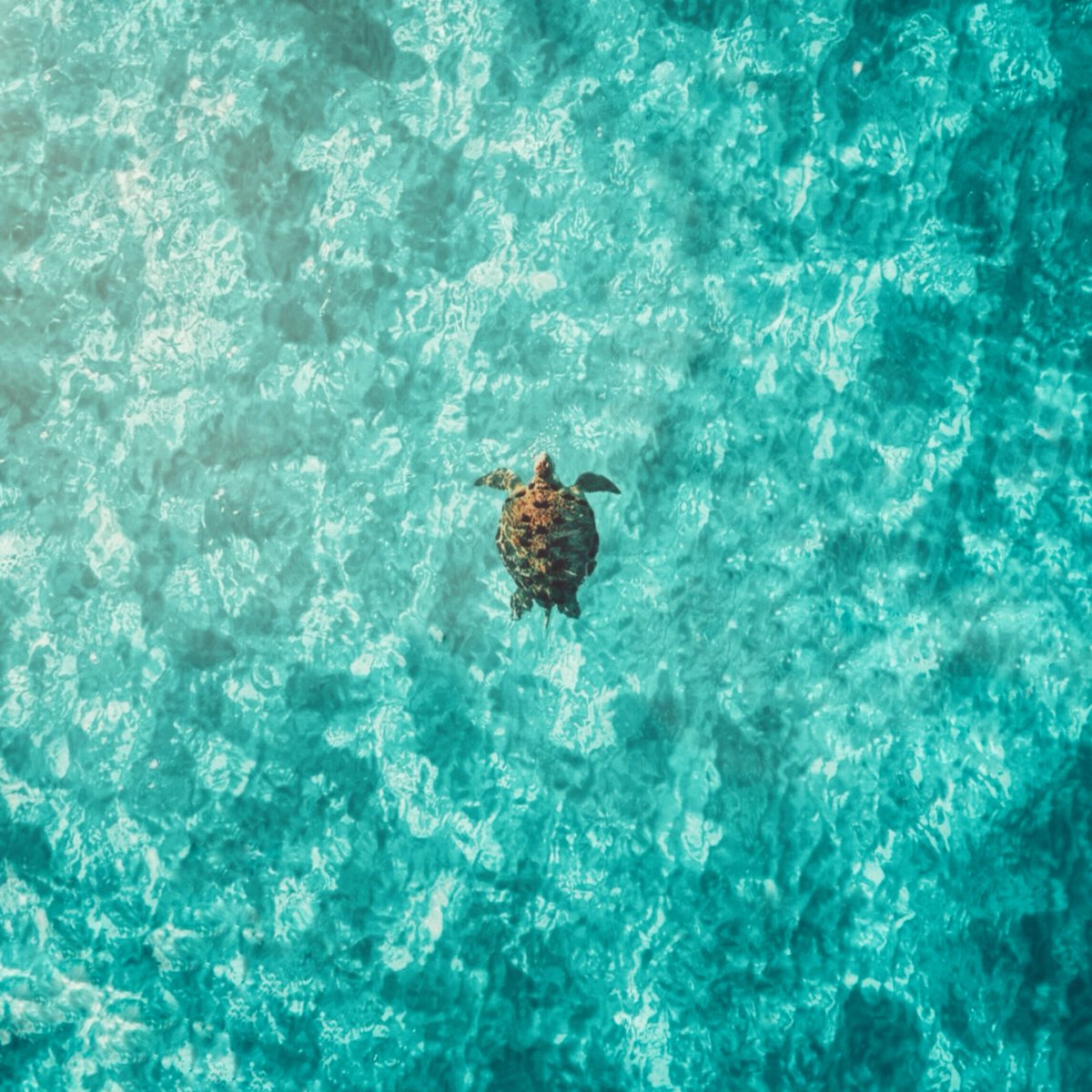 gdutechnology's tweet photo. A surprise we found in paradise. Enjoy the summer!
By #gduambassador Alfons Ilmi @heekend_woliday #gdubyrd #byrd #gdutech #summer #aerial https://t.co/E5cIhmKEfC