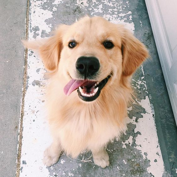 VetShopAU's tweet photo. Happy #Tuesday Everybody 😊💫 https://t.co/P5SQHfdT71