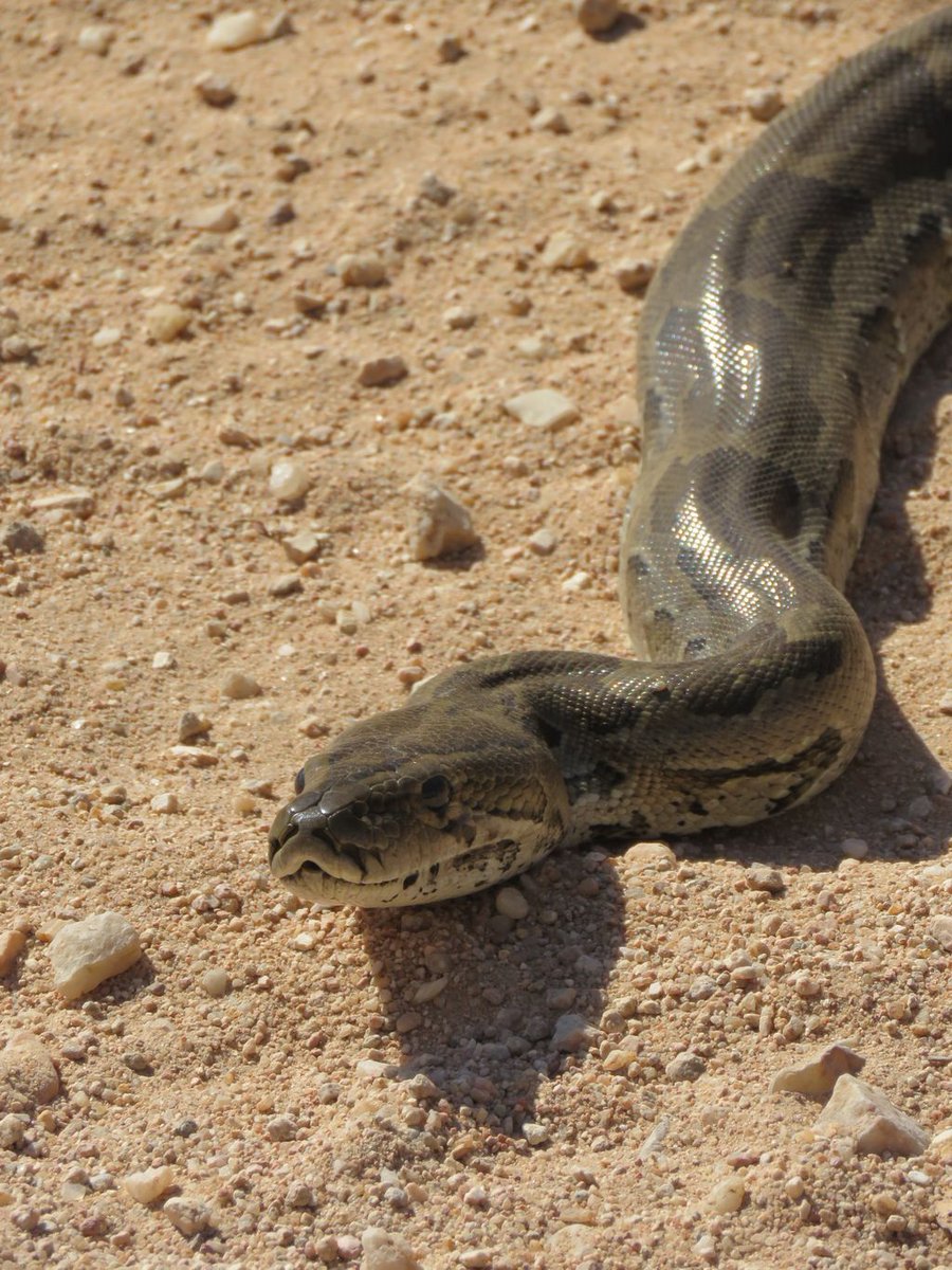 MotseBotswana's tweet photo. A boa constrictor - these reptiles move slowly, at the speed of only 1 mile an hour #snake #wildlife #animals #africa #reptiles https://t.co/ENFLcKq460