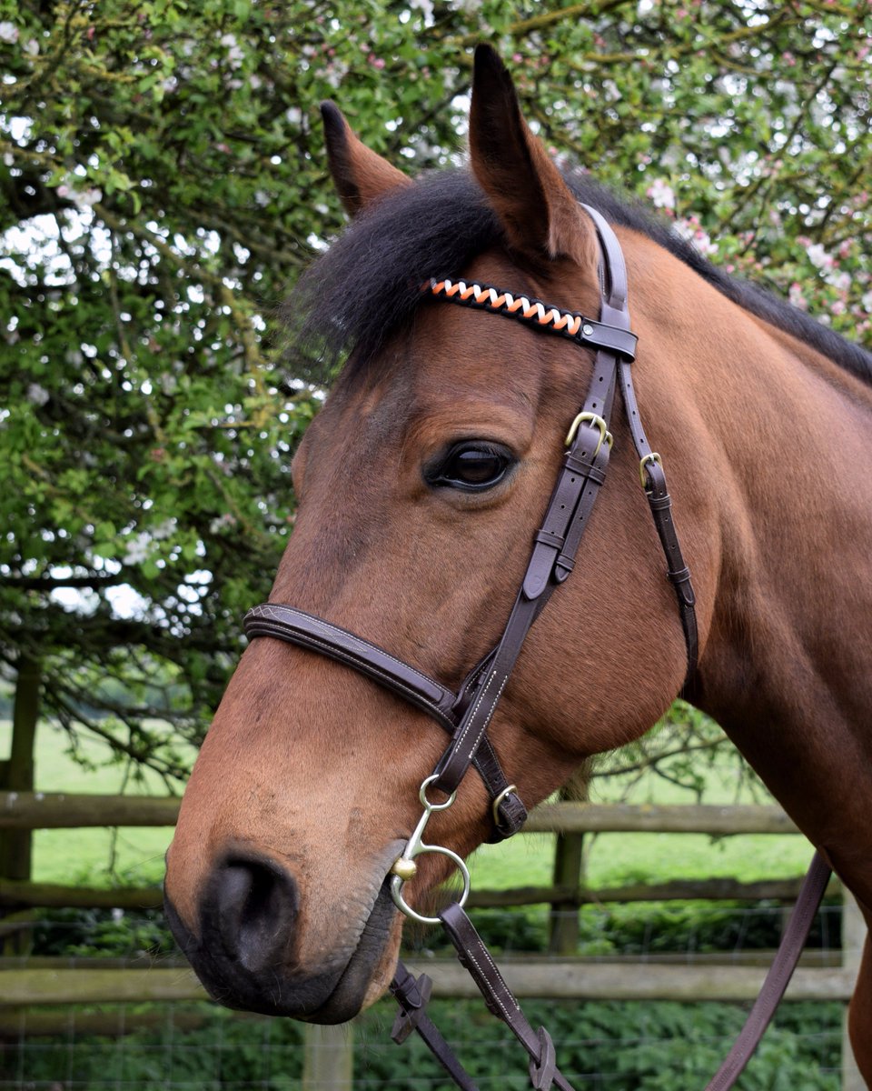 Social Tails Marketing tweet media