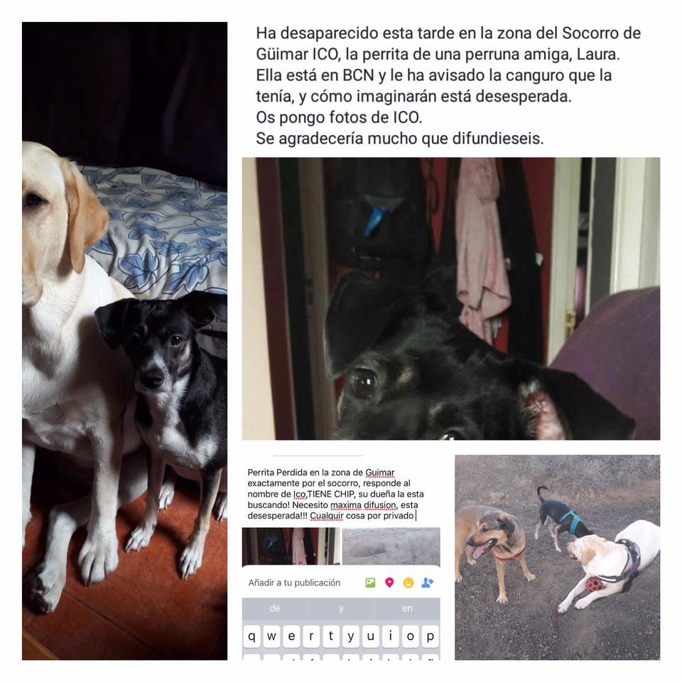 llopFerotge's tweet photo. desaparecida ICO(negra) en la zona del Socorro de Güimar,Tenerife.
Por favor contactar por aquí o un email a hrlau8@gmail.com
se agradece RT https://t.co/Y1UMLz0Xqx