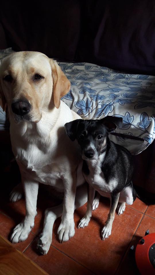 llopFerotge's tweet photo. desaparecida ICO(negra) en la zona del Socorro de Güimar,Tenerife.
Por favor contactar por aquí o un email a hrlau8@gmail.com
se agradece RT https://t.co/Y1UMLz0Xqx