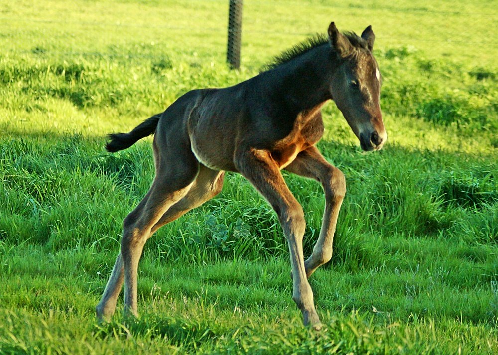 JusttCruising's tweet photo. #foalspam while waiting for the next one to arrive, hopefully tonight!! Nicconi x Princess de L'Amour filly, game face on! https://t.co/JNHOw4lFCL