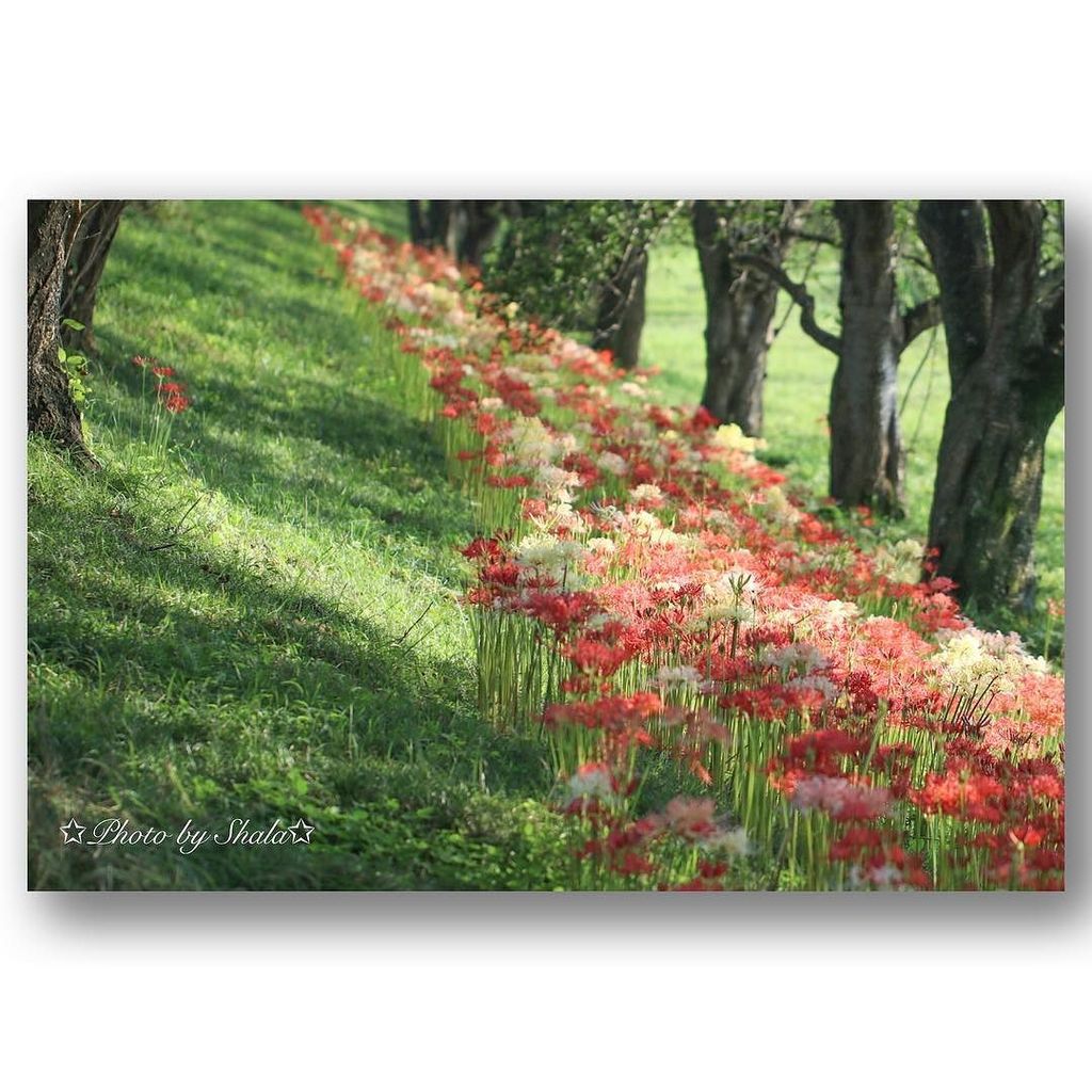 pinkpearl0637's tweet photo. ❀
❀
誰が植えてくれたのかなぁ。
❀
❀
❀
#早咲き彼岸花 #Lycoris #シナヒガンバナ  #はなまっぷ #ザ花部 #花 
#flower #花の写真館 #flowerphotography #eos80d  #wp_… https://t.co/aYq8dqVMgR https://t.co/ehBqYNRoIp