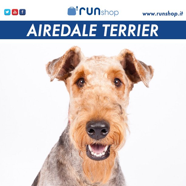 VideoRunshop's tweet photo. Scopri le curiosità sull #airedaleterrier nel #blog https://t.co/yL0I57fOZs e con il #videodocumentario: https://t.co/xE4WPBr1QN #Terriers https://t.co/aZmTrx0IQ7