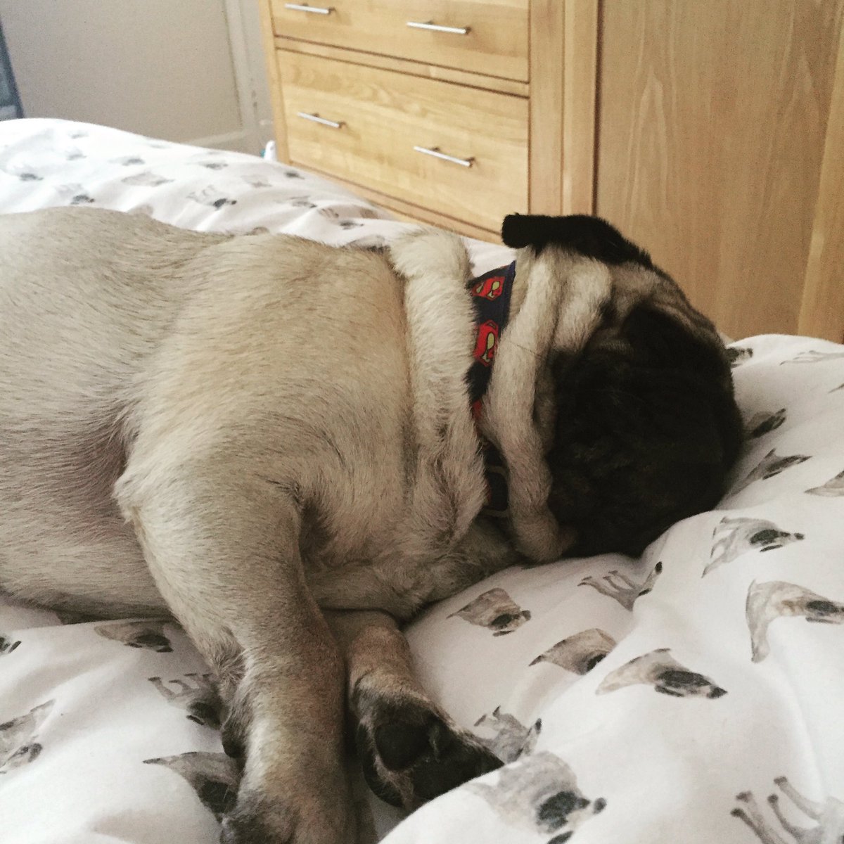 Chester_da_Pug's tweet photo. Do not disturb me please whilst u all get up for work.. this pug needs his sleep 😂😂🐶 https://t.co/FZWcCh008C