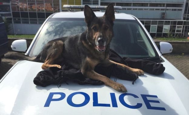 LawleyCops's tweet image. Police dogs fight crime, find offenders, missing people &amp;amp; property.
See them in action at Telford Police Station Open Day
12-4pm Sept 24th