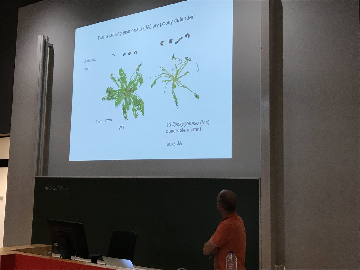 guidopmi's tweet photo. Ted Farmer making point that jasmonate-induced defense is so crucial for resistance to chewing insects, curious to hear the details #useps9 https://t.co/UXxE7E8UIC