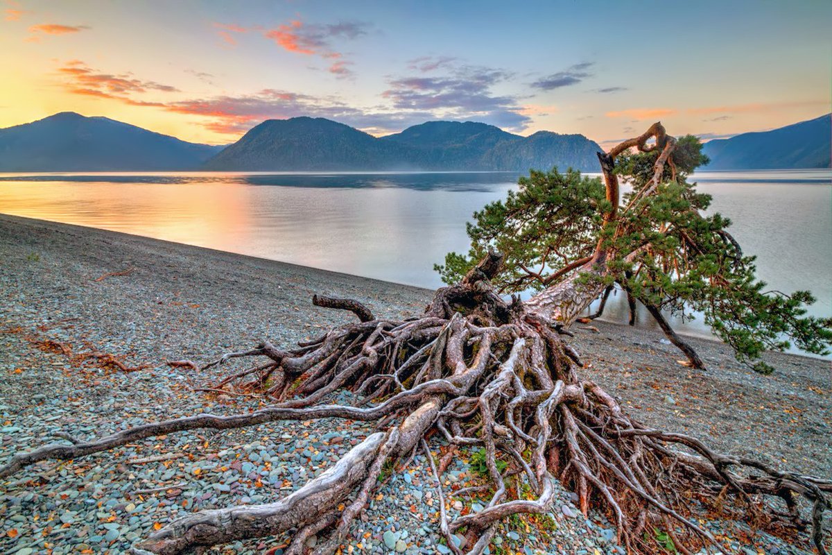 озеро байкал кедры. деревья озера байкал. ольхон байкал. кедровый стланик камчатка. ходульные деревья на байкале.