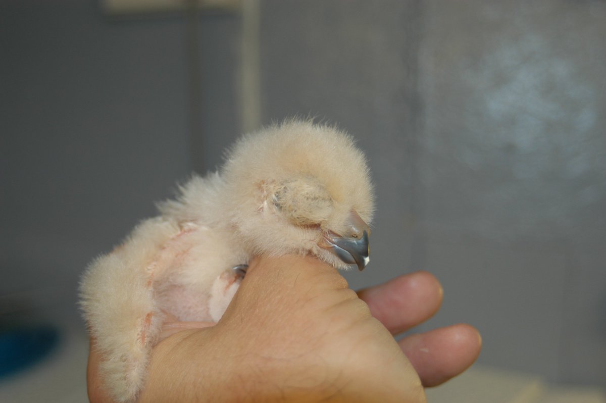 Meet one of our latest recruits for #Ethical #NonLethal #BirdControl This is Ben a #HarrisHawk who will be controlling #PestBirds soon