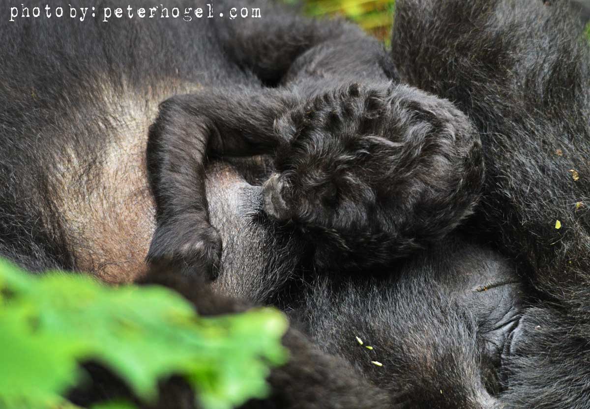 EdenAdventureug's tweet photo. Lovely picture of a baby gorilla suckling and getting pampered by it's mother! #bwindimpenetrable #reshugerafamily #edenadventuresuganda https://t.co/hvsXc6Q6K0