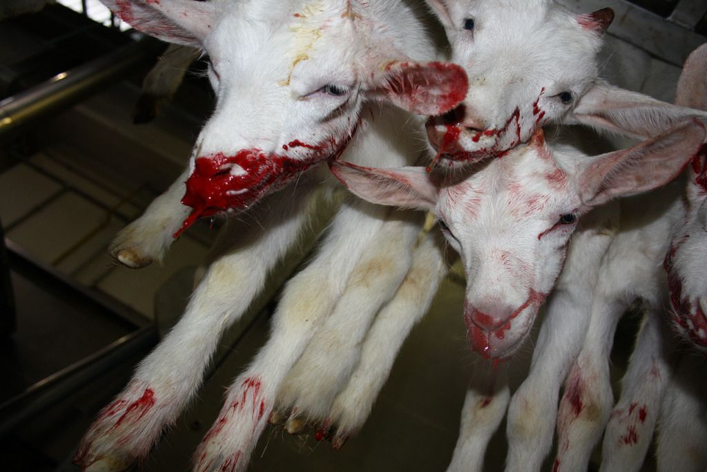 TheHumaneLeague's tweet photo. GRAPHIC:

Your choices matter. #ReconsiderMeat https://t.co/5C6kbRnkyH