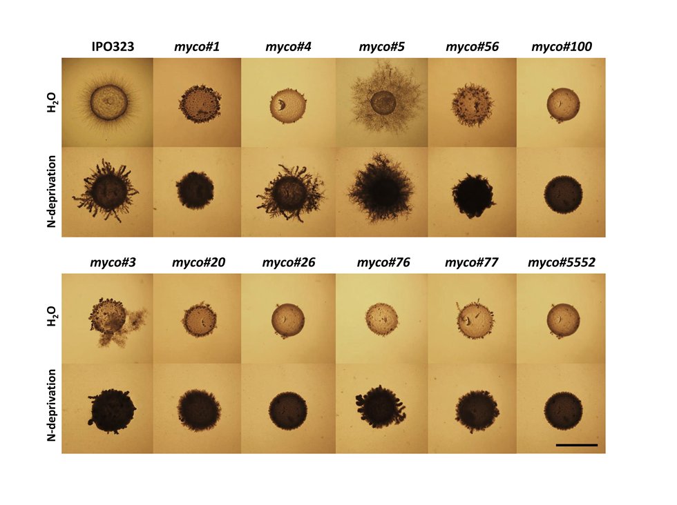 wheatpath's tweet photo. Identification of factors involved in #dimorphism and #pathogenicity of #Zymoseptoria tritici https://t.co/LRfcyNH8QZ https://t.co/mCQHNQvoRo