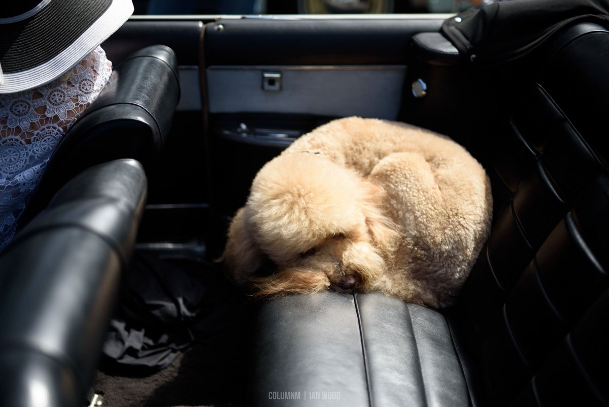 ColumnM's tweet photo. Enjoying the extra space at the Prancing Ponies Car Show.
Full Gallery: https://t.co/s6vIUHCFyO
.
#MonteryCarWeek #CarShow https://t.co/7gYss8lrff
