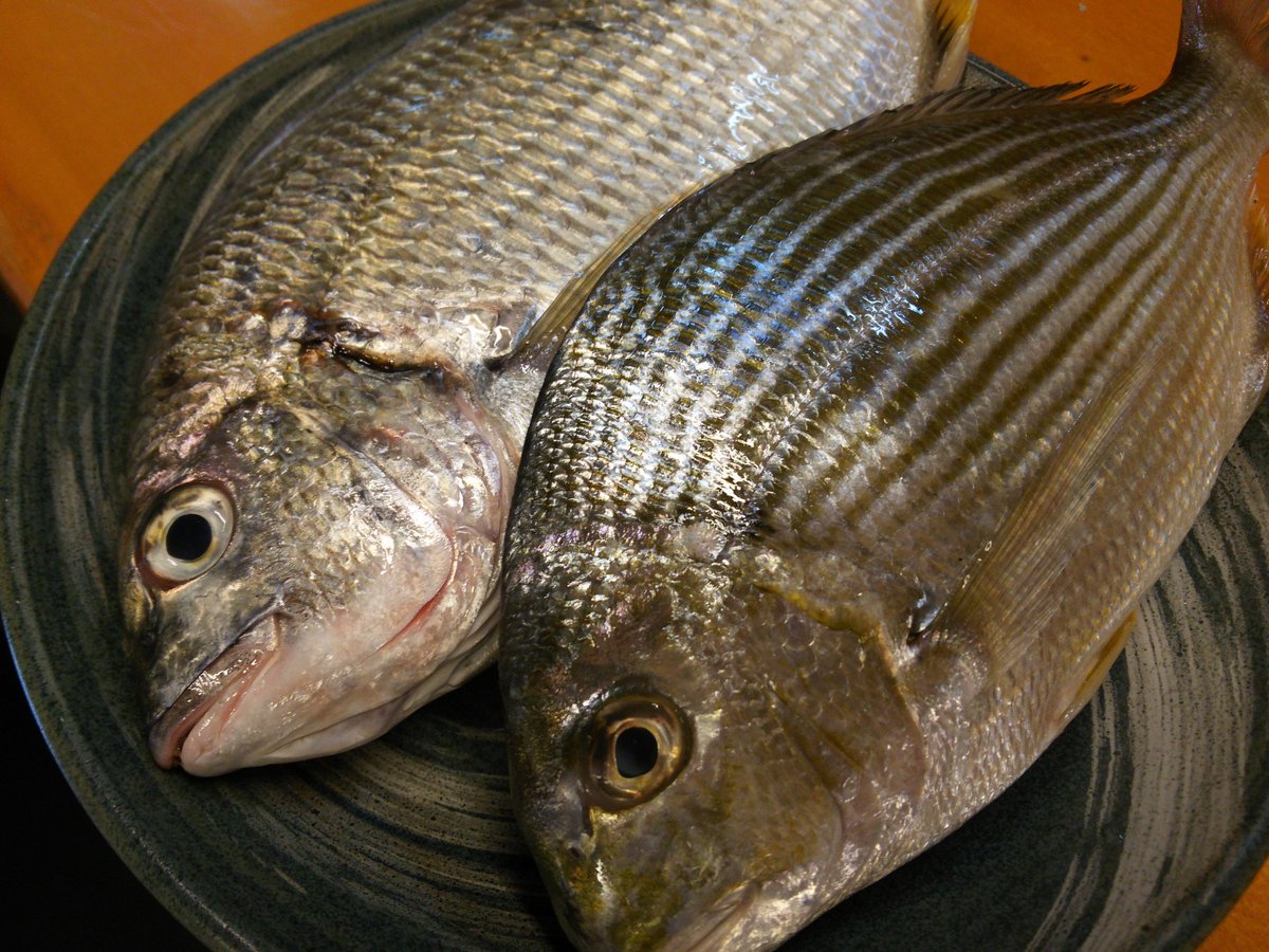 魚介郷土料理 たこふね Twitter પર キビレとヘダイは似てるよね