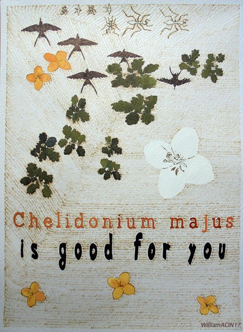 WilliamAcin's tweet photo. encore deux mois pour récolter la chélidoine
chélidonium majus is good for you #acin encre et pyrogravure sur papier 2017 https://t.co/FGxfr8x98H
