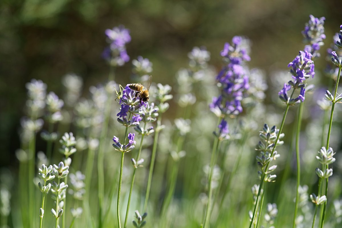 ThegreeneryLDN's tweet photo. Your top tips for bees in the garden for our #letsbegreener campaign? Bees apparently see the colour purple best! Bring on #lavender! https://t.co/hUIYsBVABF