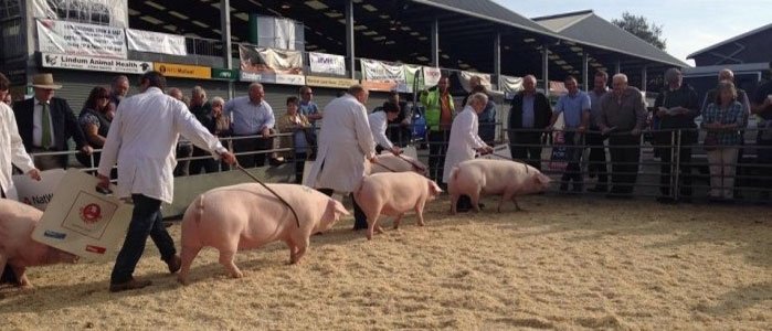 British Lop Pig tweet media