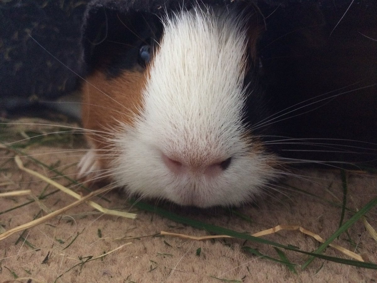 cavy_kingdom's tweet photo. First Twitter post! Bubbles Sleeping 😍 https://t.co/lfNx9N8Vl7
