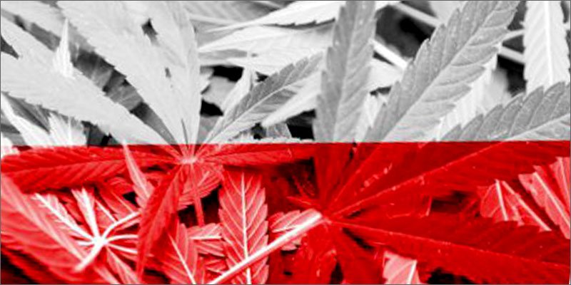 cann_lab's tweet photo. Well done Poland, @cann_lab is proud of our colleagues $CLC in Poland 
https://t.co/1PAkpHVwGt https://t.co/hXJkzOMUAU