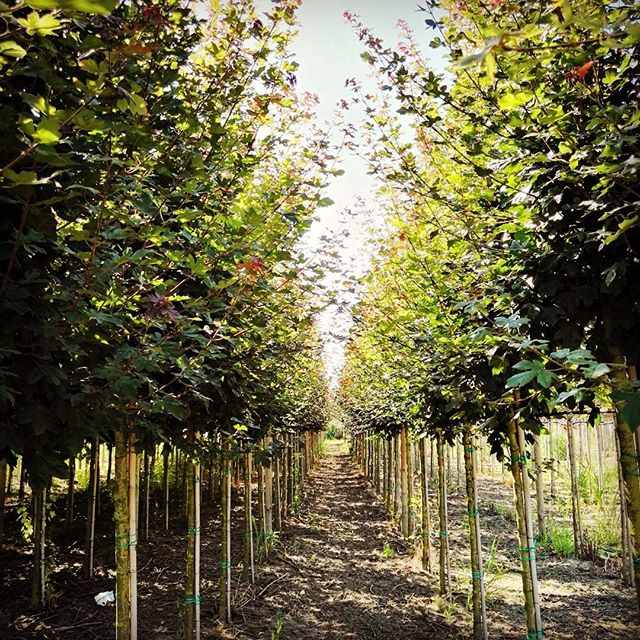ekinfidan's tweet photo. #ekinfidan #acer #platanoides #fairview #üretim 📷: @ekinfidancilik https://t.co/OB9inTAJ68