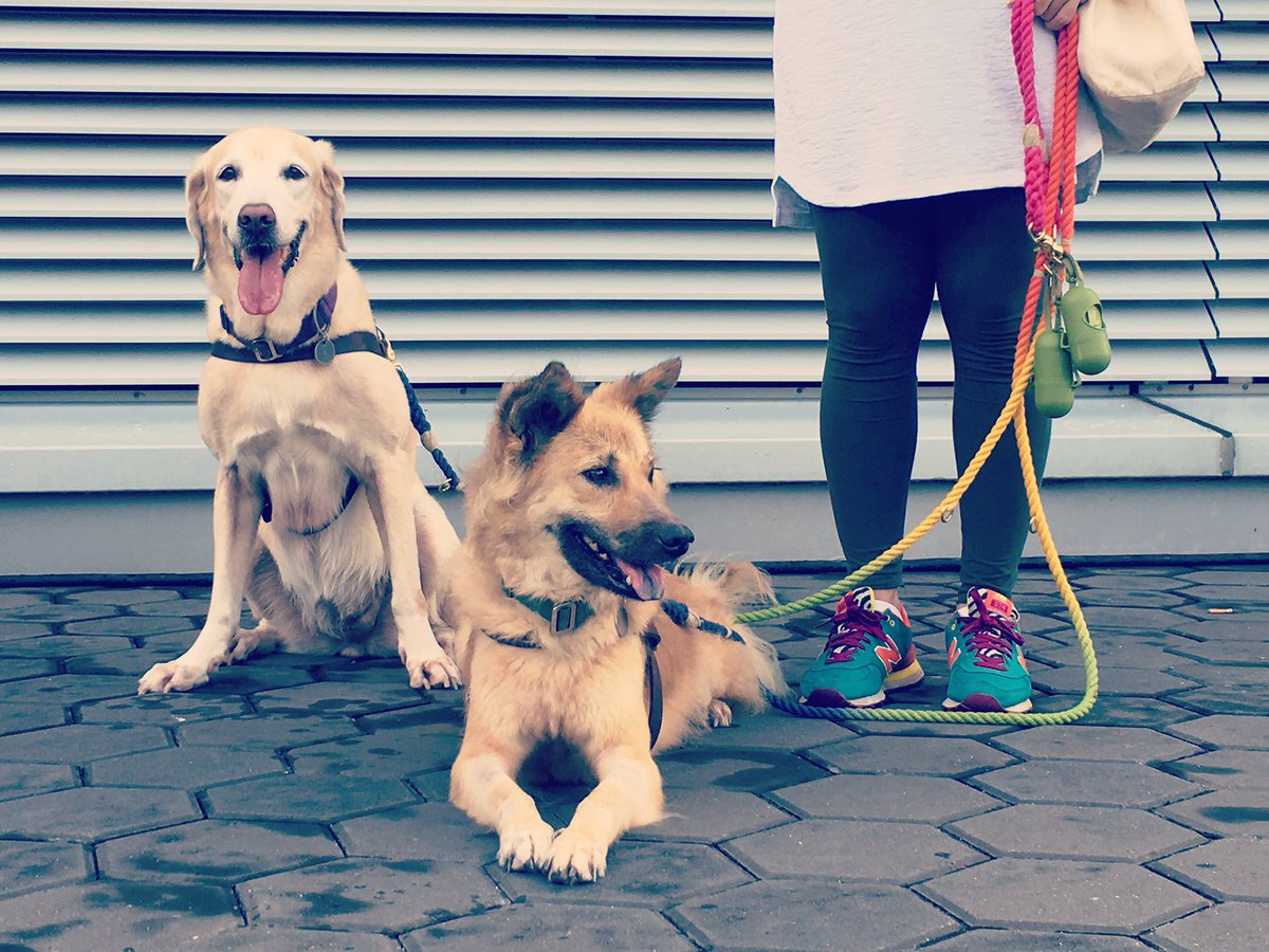 gingerandbear's tweet photo. Sunday walkie at the National Stadium.
...
...
Fresh poop bags in store! 
Get them before prices rise in Oct!
...
#gingerandbear https://t.co/8KnBEtyT88