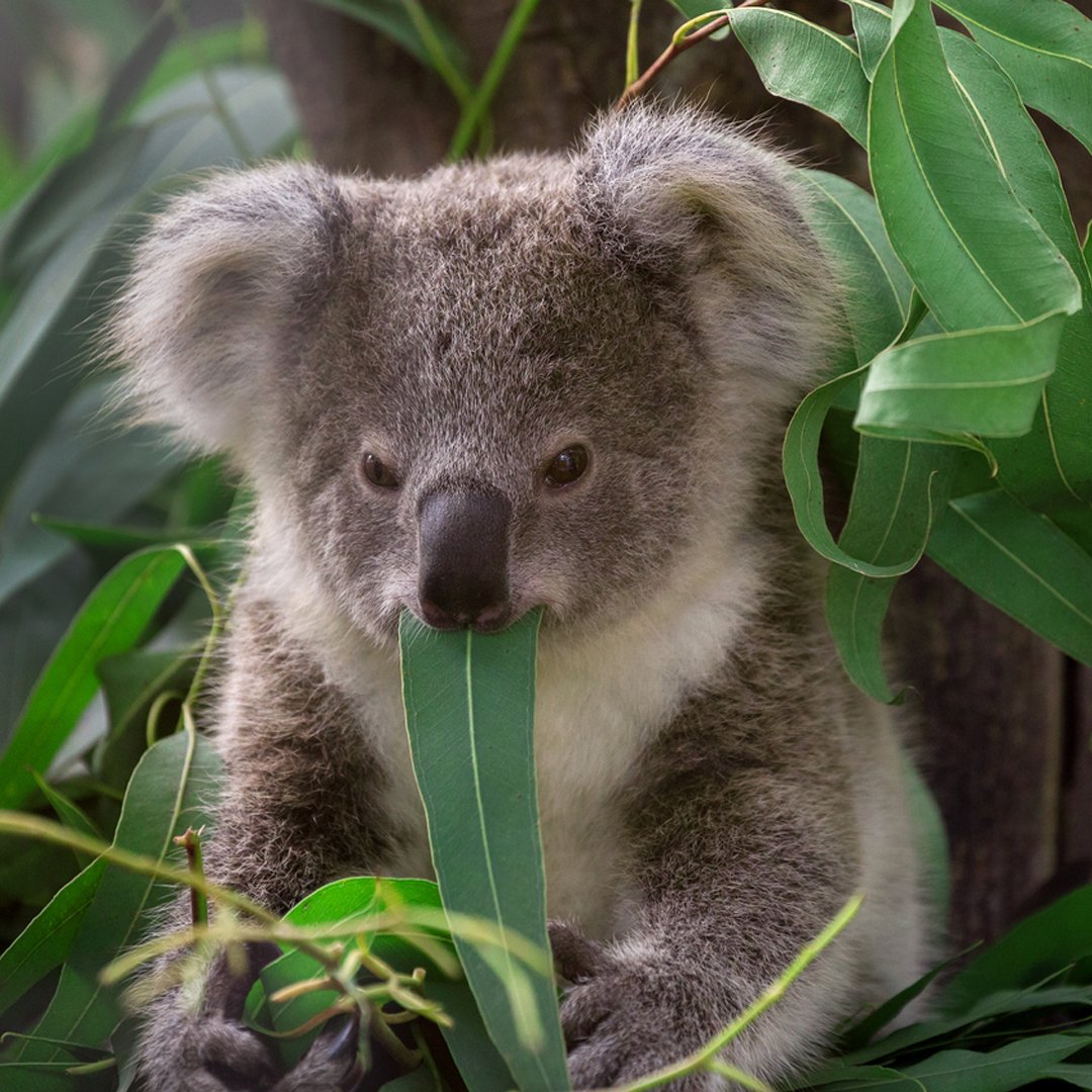 australab's tweet photo. Eucalyptus ... not just for koalas ... a perfect addition to #cosmetics #detergent ... get your trademark license https://t.co/nhCCZQf3Po https://t.co/PWY2FXGOJG