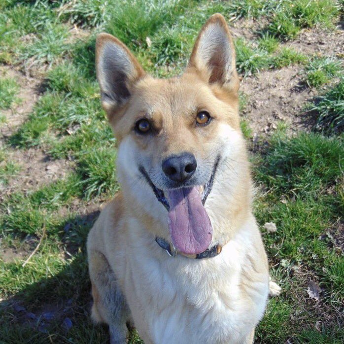 proteanimalmoia's tweet photo. El Zandar és un gos molt bo i actiu,però està molt estressat a la gàbia,no s'adapta.Busca familia que l'estimi #adopta #Zandar #CAADM https://t.co/0WiU8WtpwO