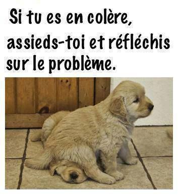 Image Drole Animaux Avec Texte Lqj35 Napanonprofits