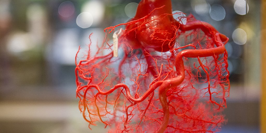 In het blad 'Biotechniek' lees je een super interessant artikel over #plastinaten en hoe ze #proefdieren vervangen; goo.gl/gzmjG2