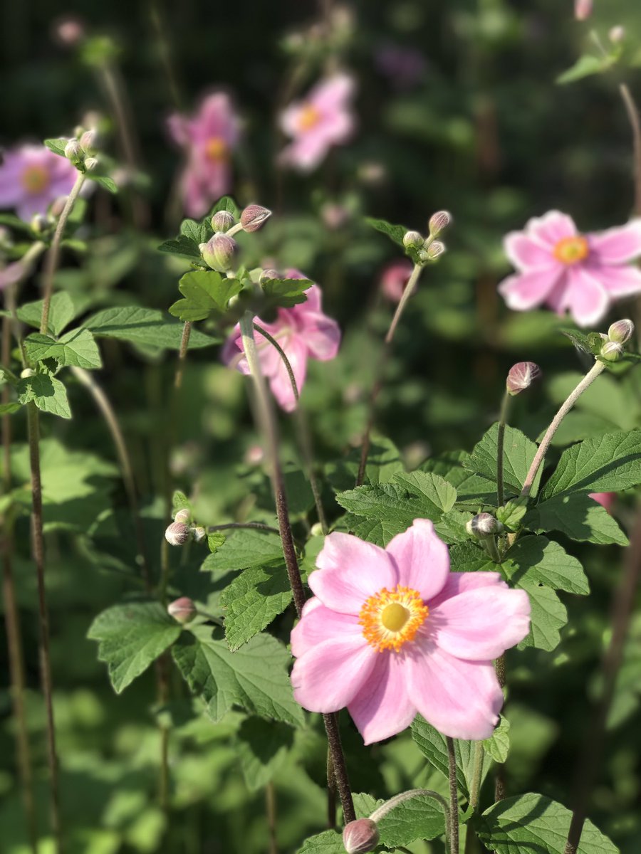 Gorgeous perennial Anemones starting their fall show!  #gardenperformers