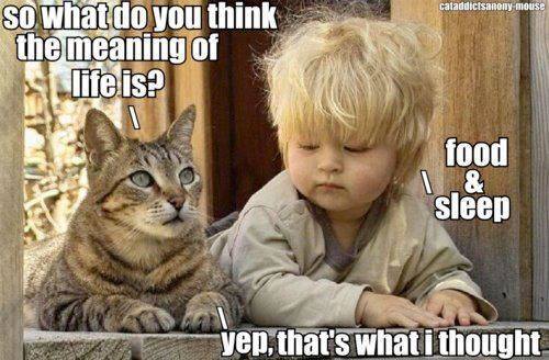 CatOwnersGlobal's tweet image. Meaning of life right there...... #cats #catsoftwitter