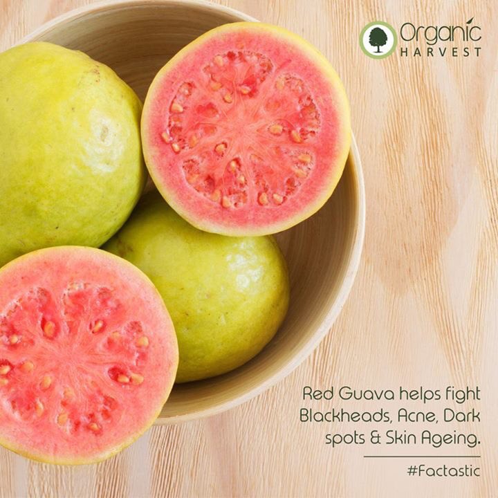 OH_IND's tweet photo. #Factastic:
A bound in vitamin A-B-C-K, antioxidants and carotene, Guava has an important role to play in skin care. 💚
#OrganicCare #Guava https://t.co/aoOj5tjUdL
