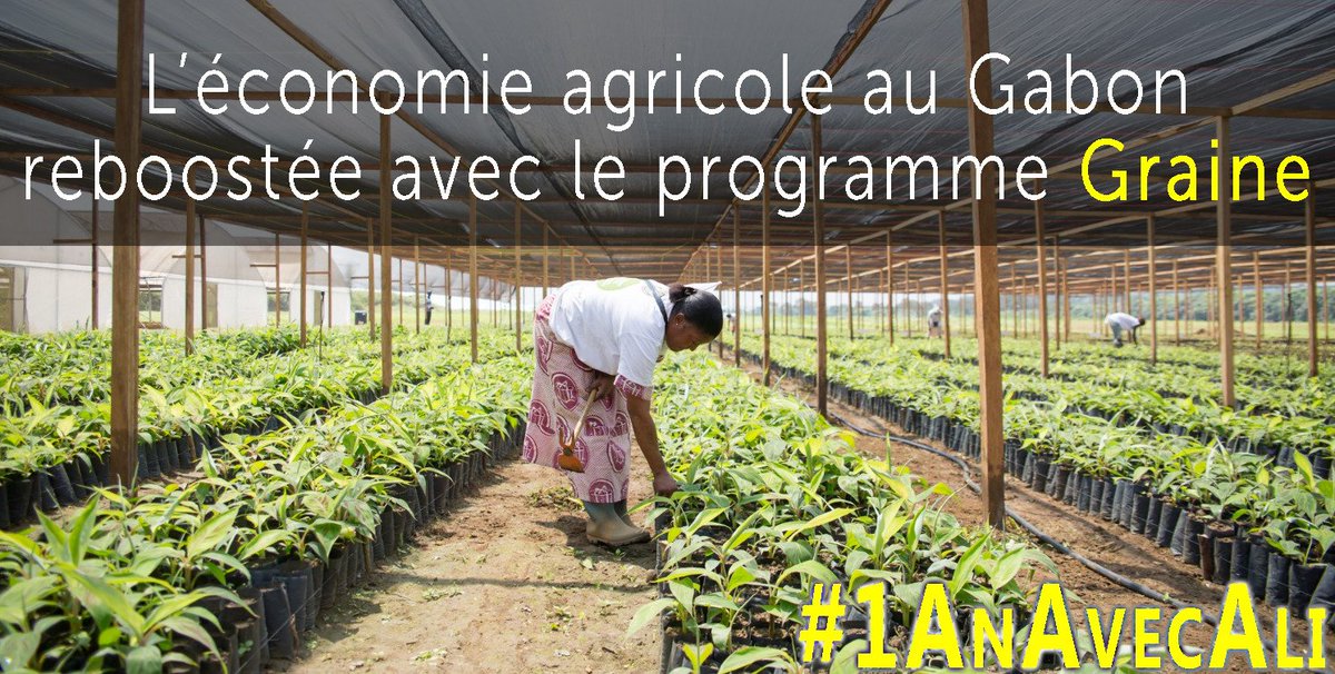 OmpMiky's tweet photo. C'est toute une partie du #Gabon qui a progressé grâce au programme graine. Plus de production et une autonomie acquise !
#1AnAvecAli https://t.co/hLLJ4d4v32