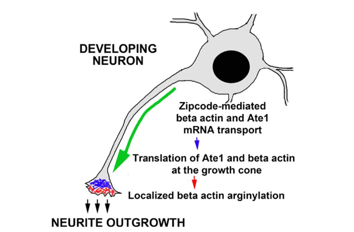 NDissmeyer's tweet photo. arginyl #transferase Ate1 function mediated by its mRNA localization #arginylation
https://t.co/5nIznbU0U5 https://t.co/45y4RBTiYD