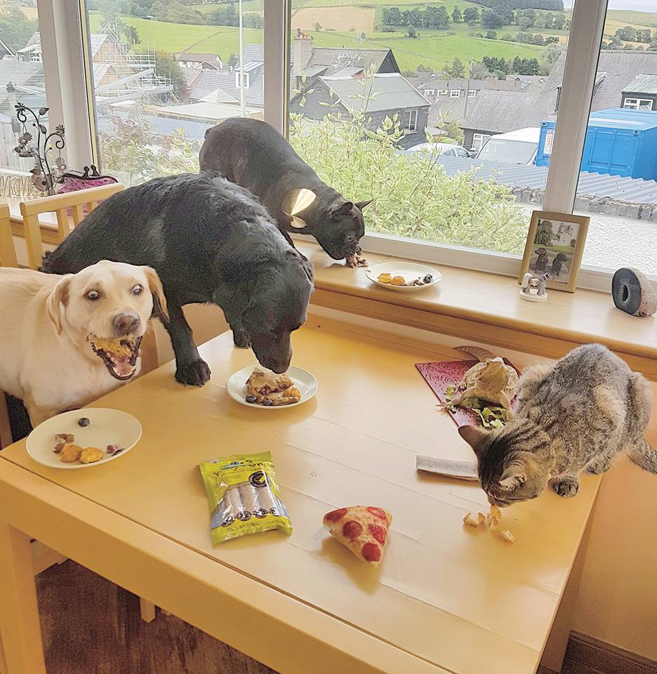 granitetide's tweet image. so my pal's dog had a birthday party