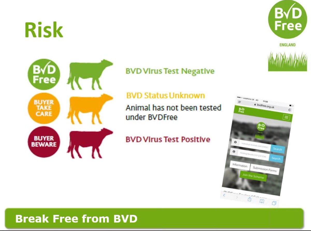 MeadowsFarmVets's tweet photo. Brilliant start to the week:email from farmer about #BVD results #loveitwhenaplancomestogether #visiblechanges
@NMRgroup @BVDFree #teamdairy https://t.co/CuQ3yxNOrs