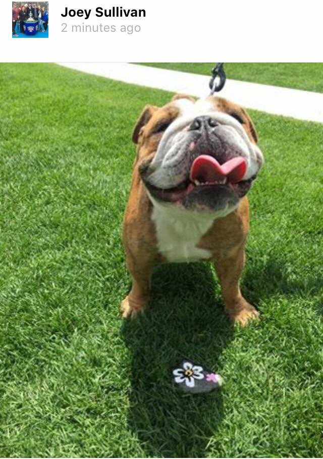 NEohiorocks's tweet image. Northeast Ohio Rocks! Pets Rock! #northeastohiorocks #furbabies #doggonecute #woof #bulldog #foundarock