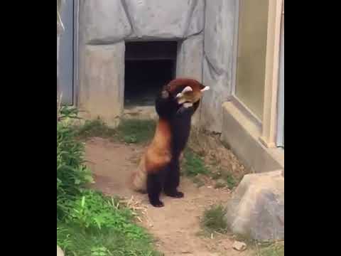 ふぁぼ動画 おもしろ動画まとめ 岩に驚くレッサーパンダ 15秒の動画 奥の穴から颯爽と出てきたレッサーパンダ その先にある岩に一回驚い T Co 7ti1cml3tl かわいい レッサーパンダ 面白動画 ペット動物 ふぁぼ動画 T Co