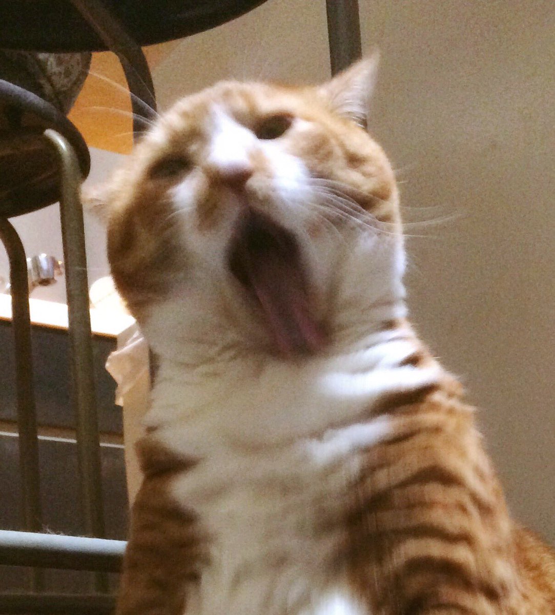 猫の手はクリームパン お手入れ中にスゴイ顔になったにゃ 皆んなに笑顔になって欲しいから顔芸をお披露目にゃ Fwf ニャwww 猫 Cats 顔芸 本人は一生懸命 猫好きさんと繋がりたい 猫の手はクリームパン お手入れ中にスゴイ顔になったにゃ 皆んなに笑顔になって欲しいから顔芸をお披露目にゃ Fwf ニャwww 猫 Cats 顔芸 本人は一生懸命 猫好きさんと繋がりたい