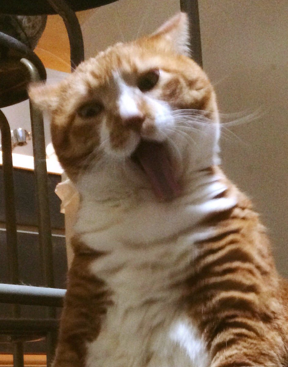 猫の手はクリームパン お手入れ中にスゴイ顔になったにゃ 皆んなに笑顔になって欲しいから顔芸をお披露目にゃ Fwf ニャwww 猫 Cats 顔芸 本人は一生懸命 猫好きさんと繋がりたい 猫の手はクリームパン お手入れ中にスゴイ顔になったにゃ 皆んなに笑顔になって欲しいから顔芸をお披露目にゃ Fwf ニャwww 猫 Cats 顔芸 本人は一生懸命 猫好きさんと繋がりたい