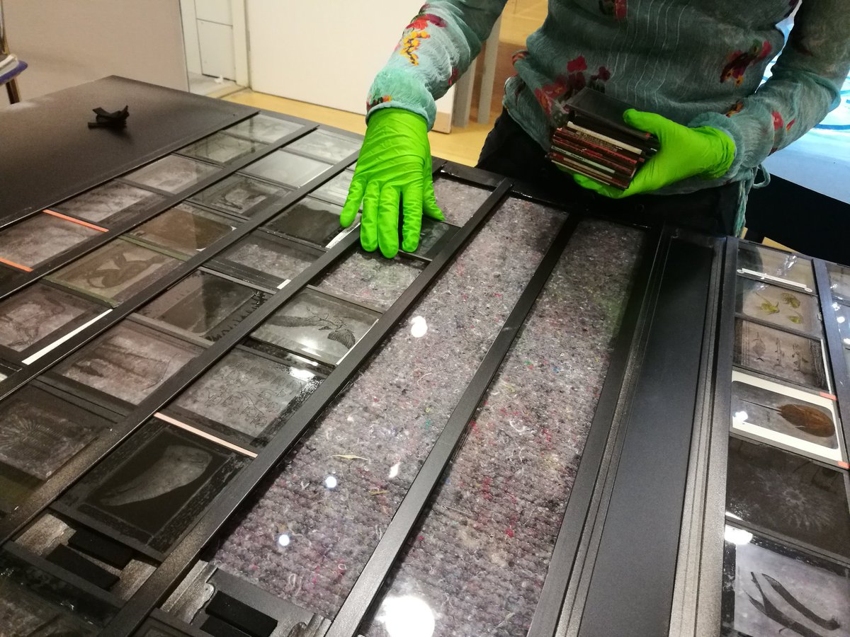 Aristolochia's tweet photo. #MMObjectLessons is closed now: de-installing plant models and lantern slides this morning @McrMuseum https://t.co/MyEMzk9e0u
