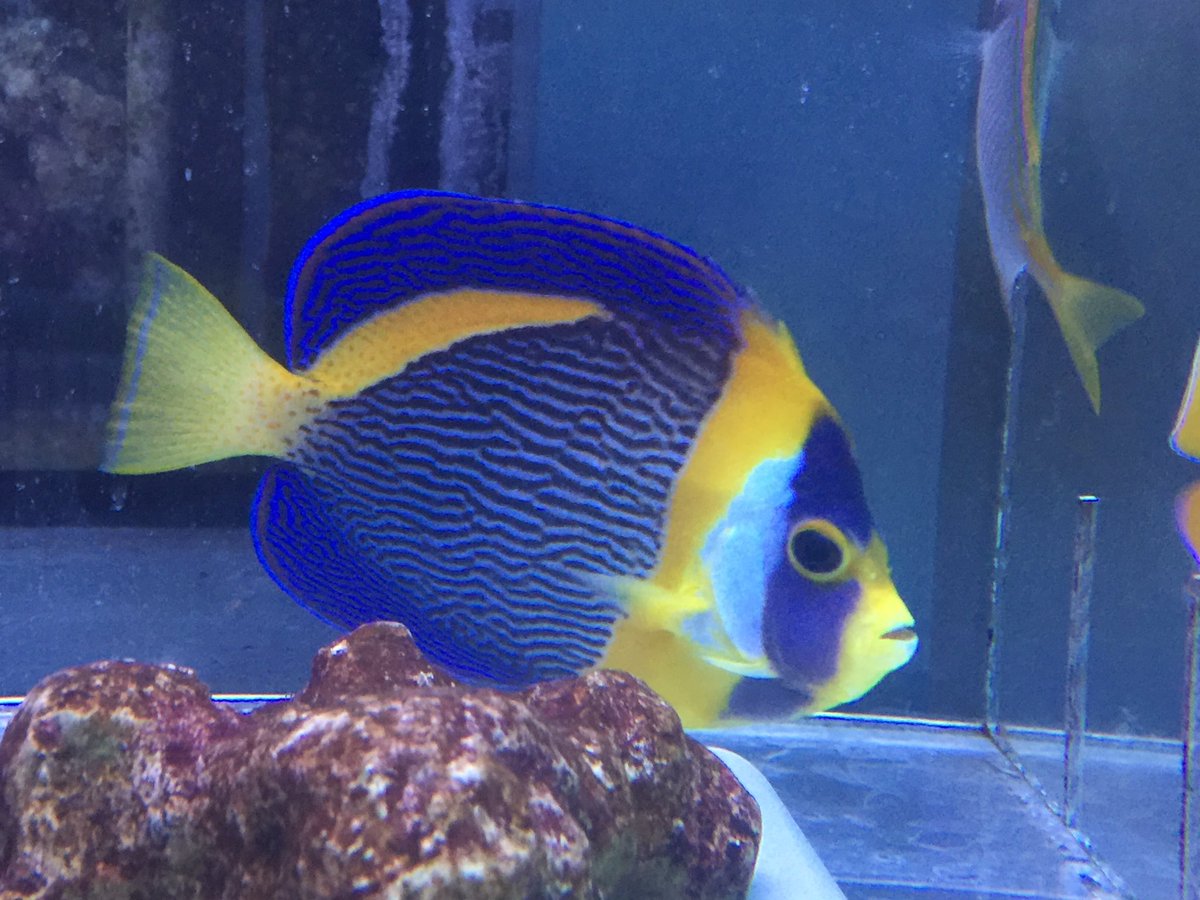 ベッセル ｖｅｓｓｅｌ 海水魚 サンゴ 専門店 29日 火 新着情報 フレンチエンゼルxl タテキンml ハタゴイソギンチャクbali産 サザナミヤッコ大や小 チリメンヤッコ スカンクエビ大 ペパーミントエビ クマノミmix イエローコリス カニハゼ