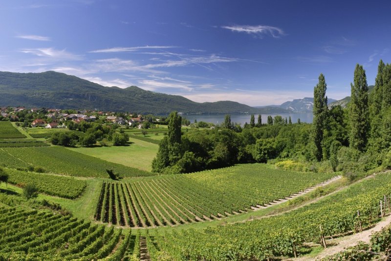 The Cork & Bottle Paddington tweet media